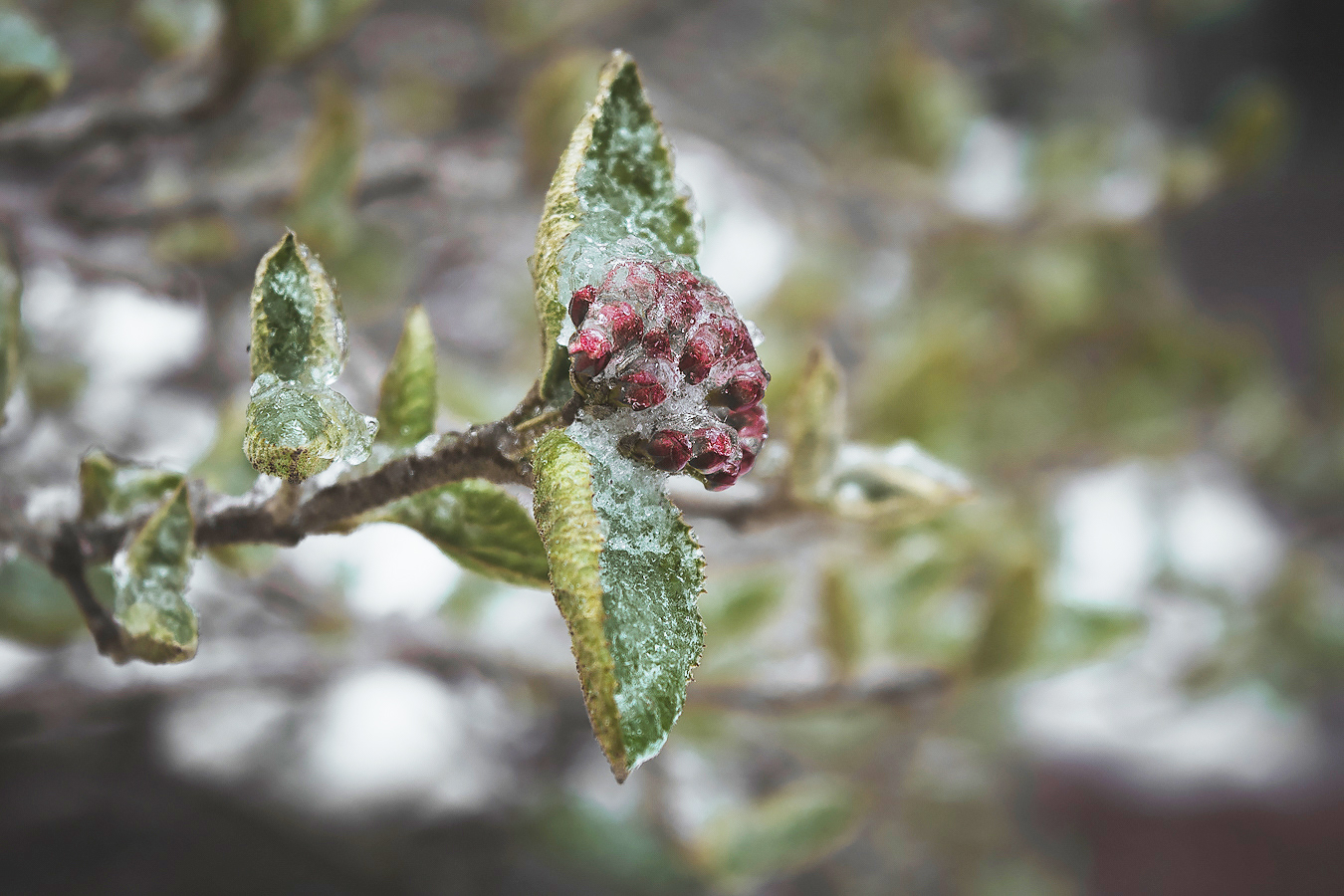 Alex_Liu_macro_photography_flower_berry_frozen_ice_snow_bokeh