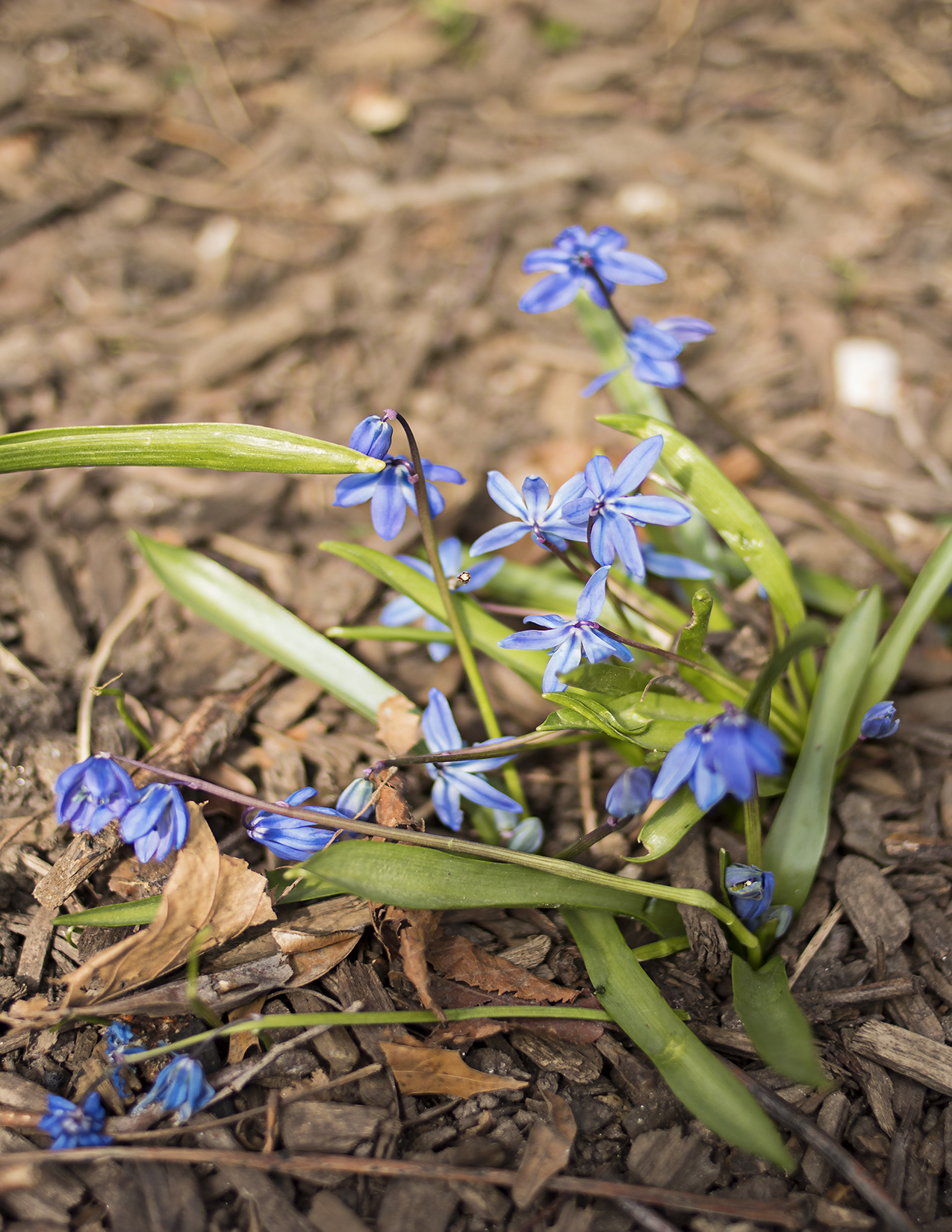 Eileen_Ko_Assignment_4_Blue_Flowers_in_Soil