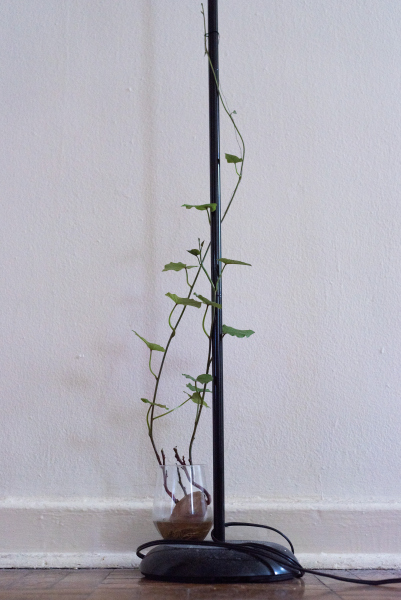 Tina-Captivity-SweetPotato-Plants