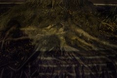 Yash Killa_Philadelphia_Night_Tree_Root_bench_Shadow2 Yash Killa_Philadelphia_Night_Tree_Root_bench_Shadow2