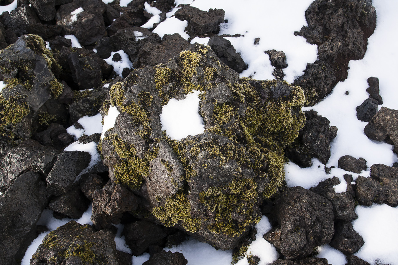 AngelaPan_photography_iceland_moss_lava_ash_volcanicrock_rock_snow_winter_lichen