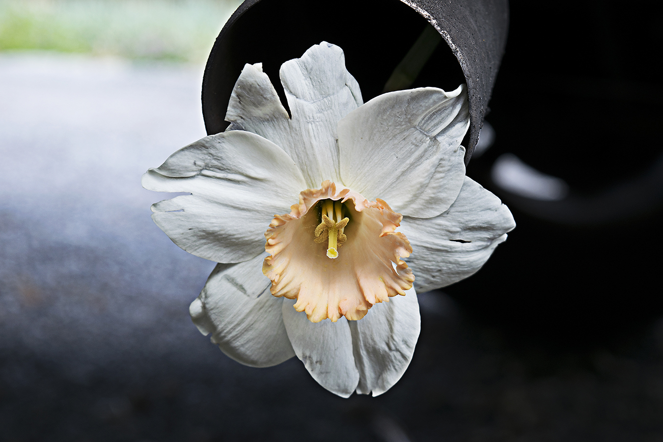 Hassan_Smith_Photography_Journalism_Pollution_White_Daffodil_Exhaust_Pipe_Smog_Killing_The_Enviornment_pollution_flowers_car_exhaust