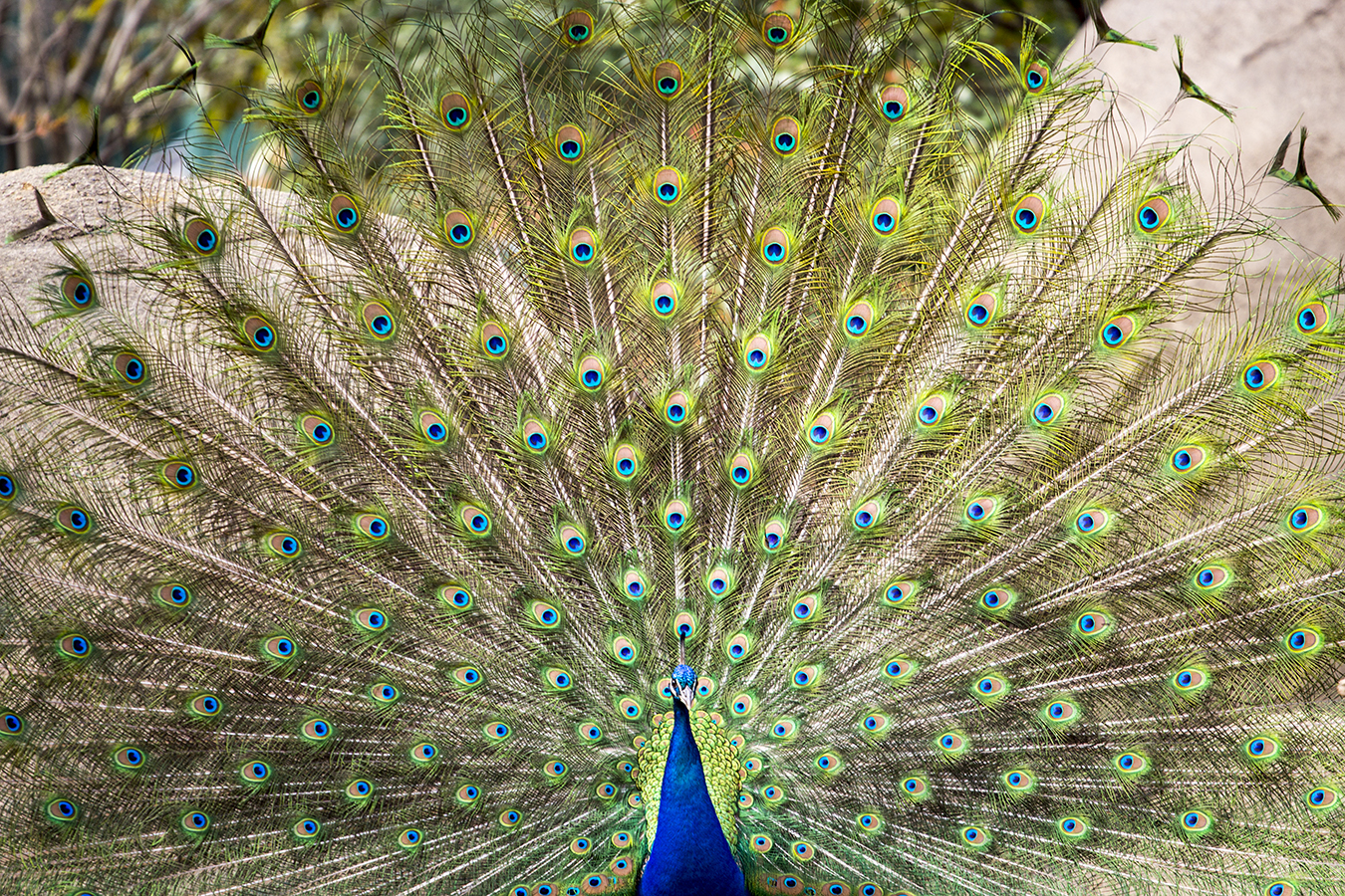 Remy_Haber_Peacock_Philadelphia_Zoo_Plumage_Colorful