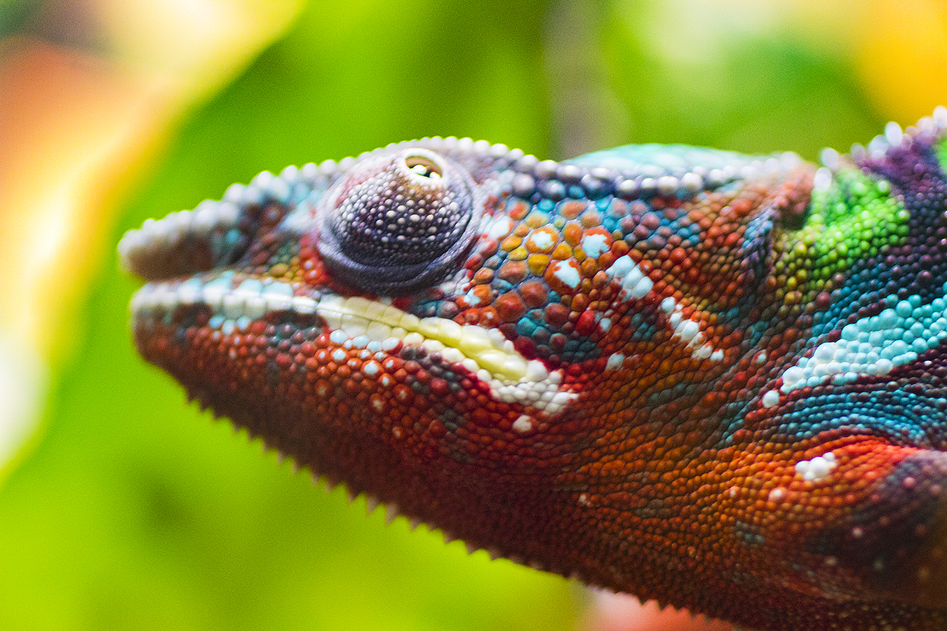 Remy_Haber_Philadelphia_Zoo_Chameleon_rainbow_multicolor_candy_scales_camouflage