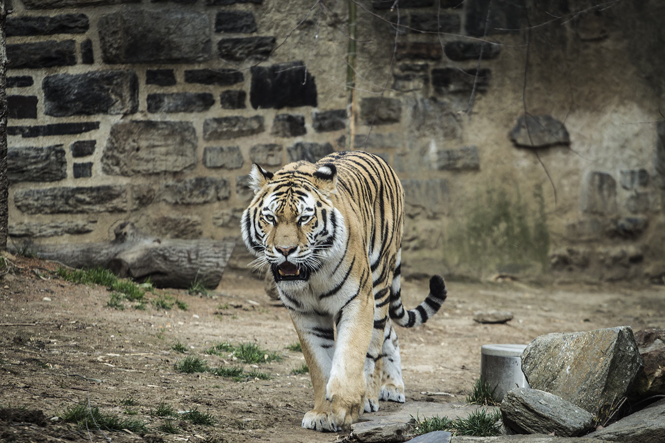 Remy_Haber_Tiger_Philadelphia_Zoo_Stripes_wildlife_nature_zoo