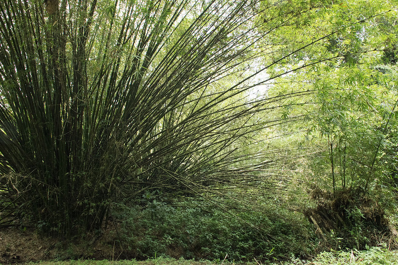 Renee_ChinLee_Trinidad_bamboo_forest
