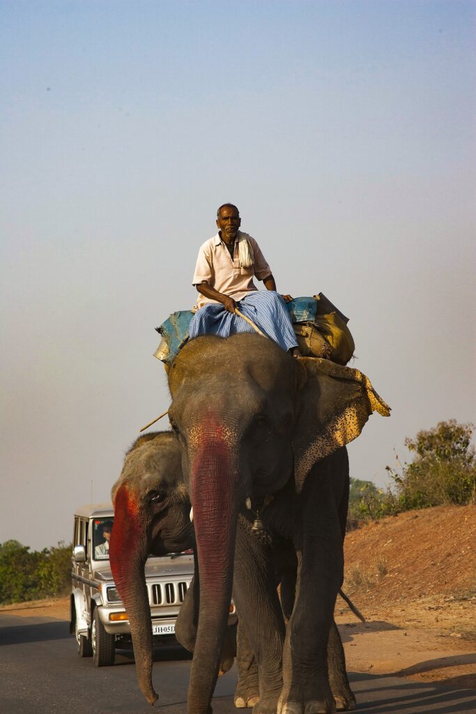 Elephant traveling on road India